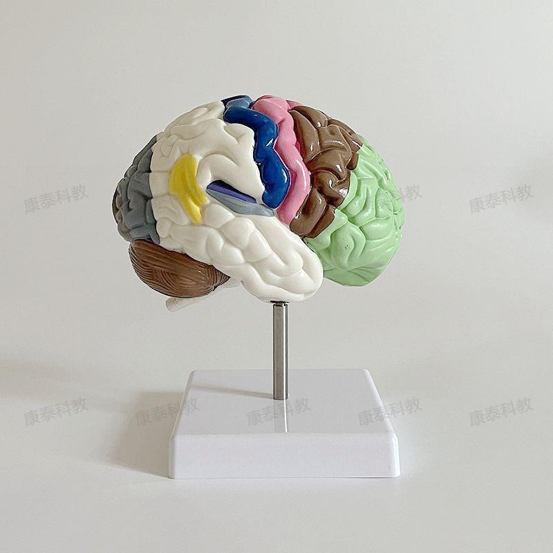 康泰模型半边脑功能区定位大脑结构脑干小脑躯体运动语言感觉中枢