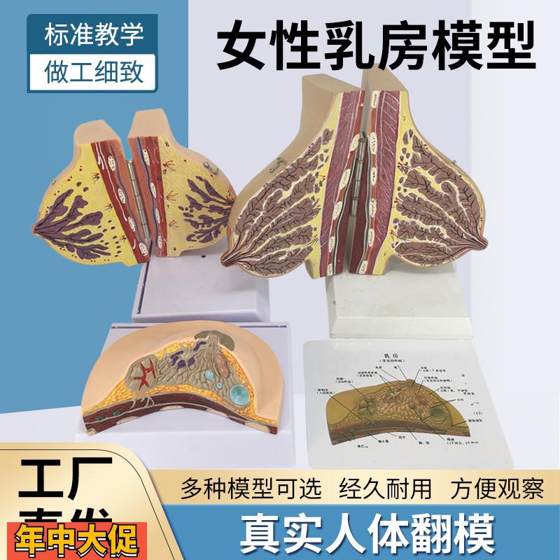 女性哺乳期乳房模型乳房解剖乳房模型母婴护理月嫂培训模型
