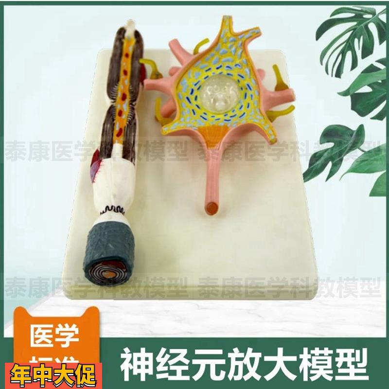 神经元模型神经细胞人体神经微细结构髓鞘胞体细胞核医用教具