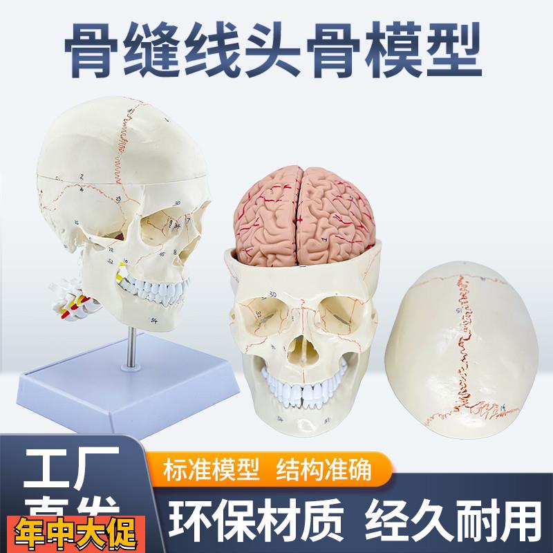 教学仿真1:1人体颅脑解剖标本骨缝线头骨附颈椎医学大脑神经模型