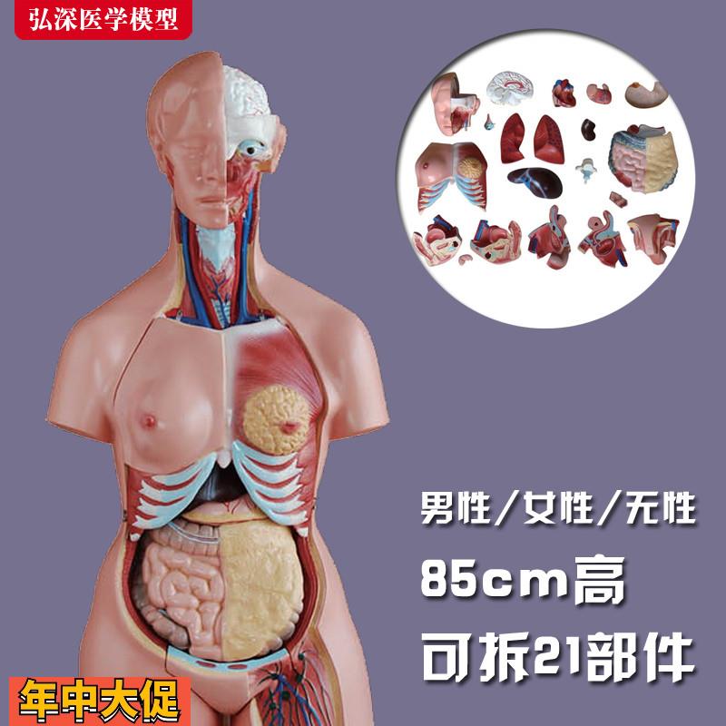 躯干模型人体内脏胸腹部器官解剖男性女性心肝脾肺肾结构教学玩具