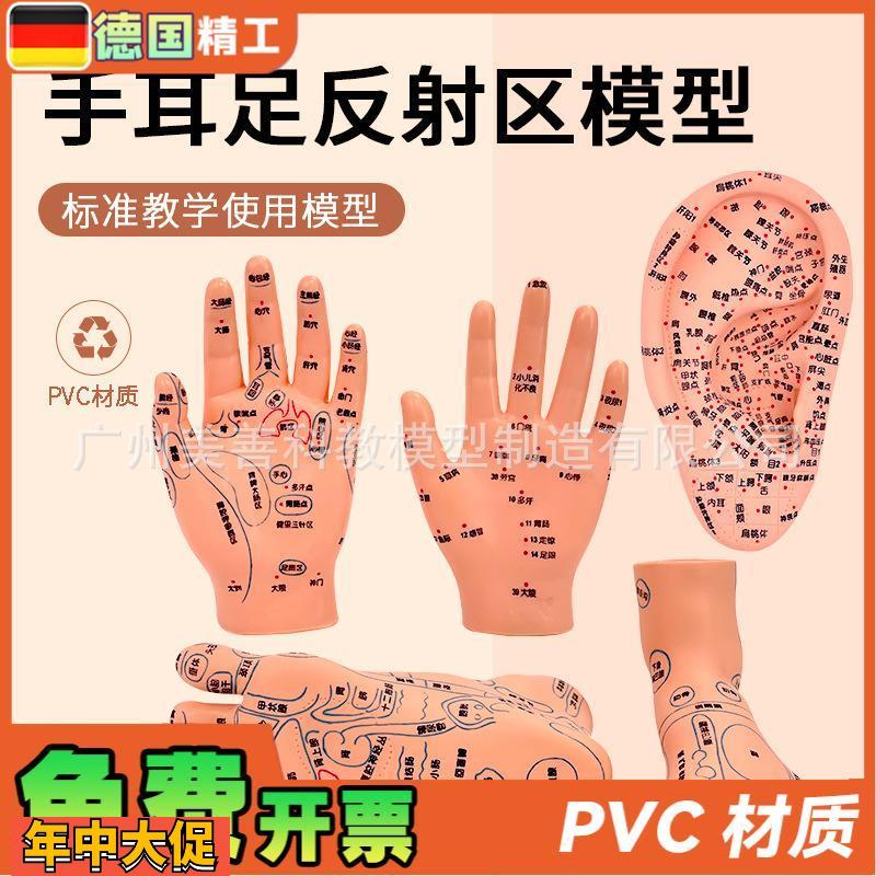 针灸足底脚模反射眼睛图脚穴位模型足部底耳模耳朵手经络手部推拿