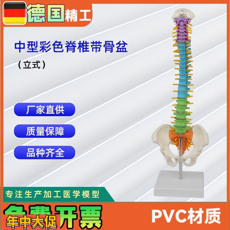 中型彩色脊椎带骨盆立式45CM脊椎颈椎骨骼模型推拿骨科