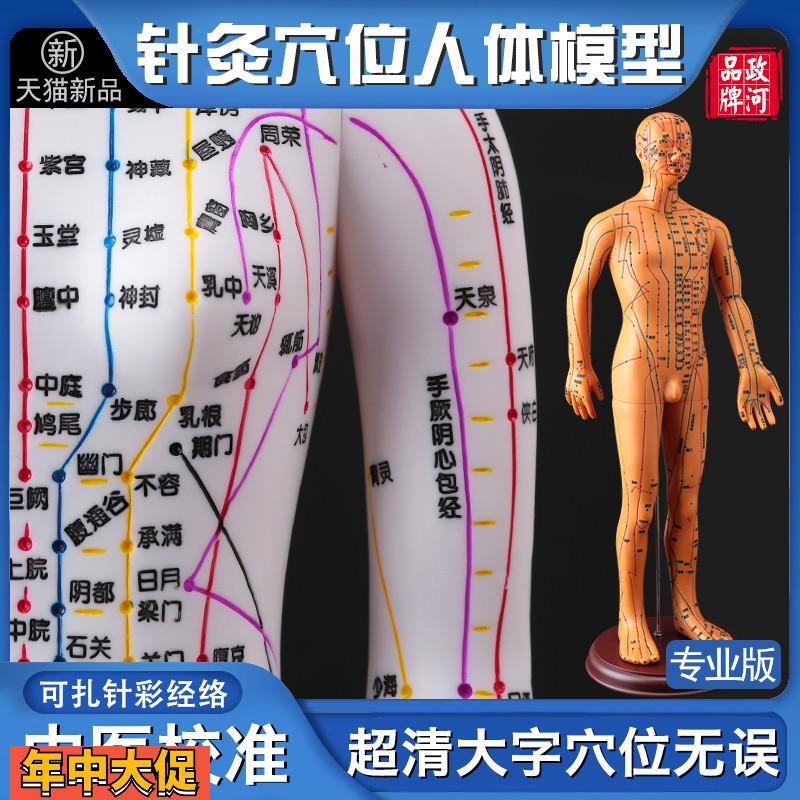 政河中医人体穴位模型人十二经络图针灸人体模型可扎针小皮铜人