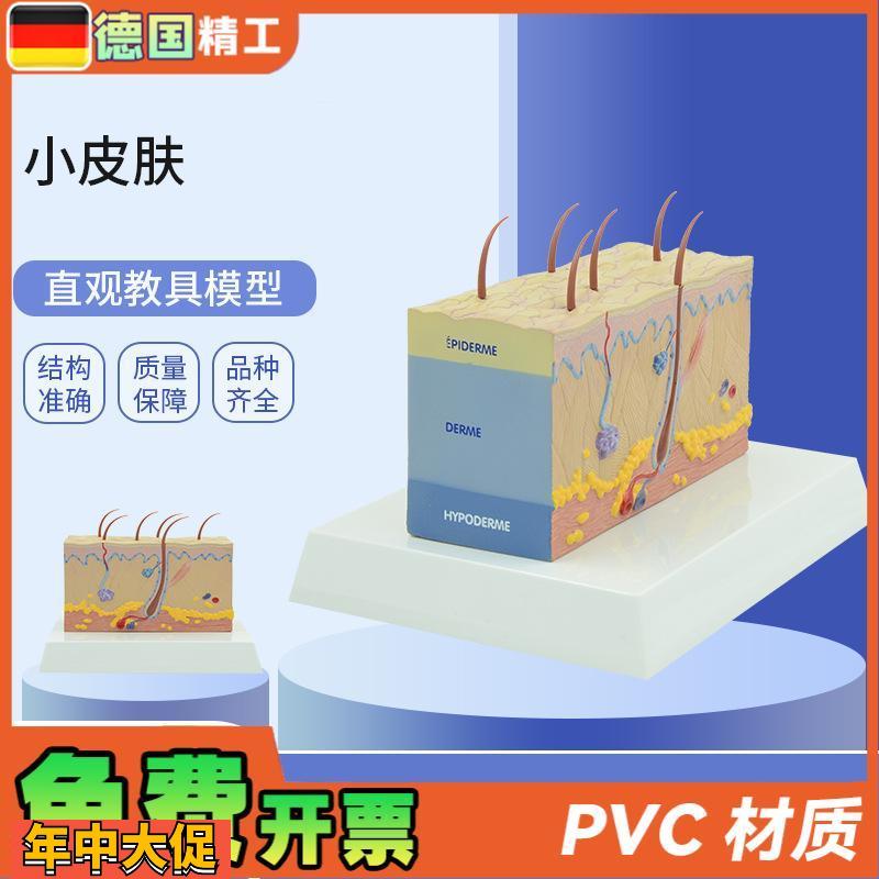 德国】PNT-0557小皮肤模型放大皮肤结构解剖模型组织层次皮肤构