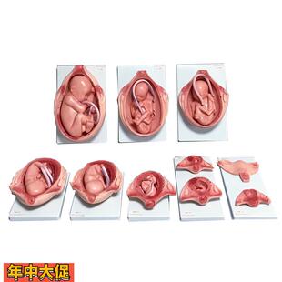 胎儿妊娠发育过程模型胎儿生长发育整套模型妊娠怀孕十月分娩教具