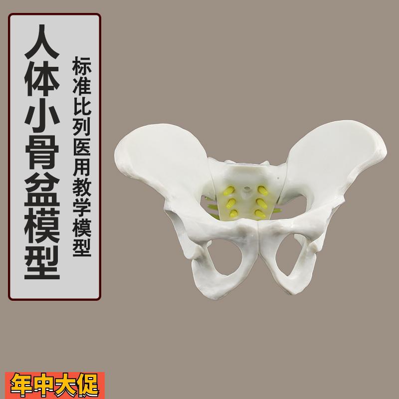 小型五节腰椎带盆骨附椎间盘神经模型人体骨骼模型骨架模型