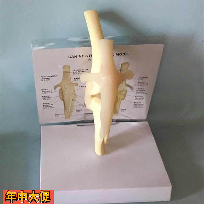 狗膝关节模型狗骨架犬骨架犬科教学宠物畜牧兽医教学教仪厂家直销