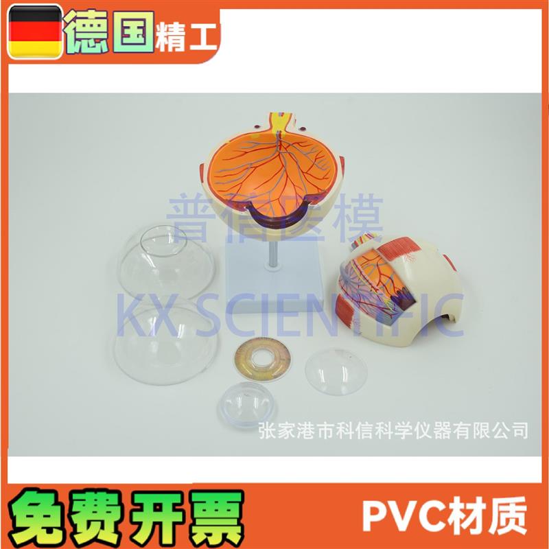 德国精工】眼球模型可拆放大眼科教学eye瞳孔虹膜晶状体医院礼品