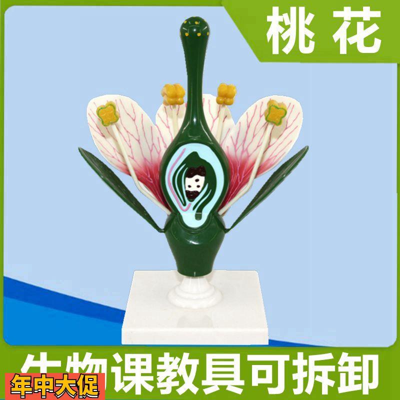 桃花放大模型可拆卸子房解剖双子叶植物花初高中生物教具园艺观赏