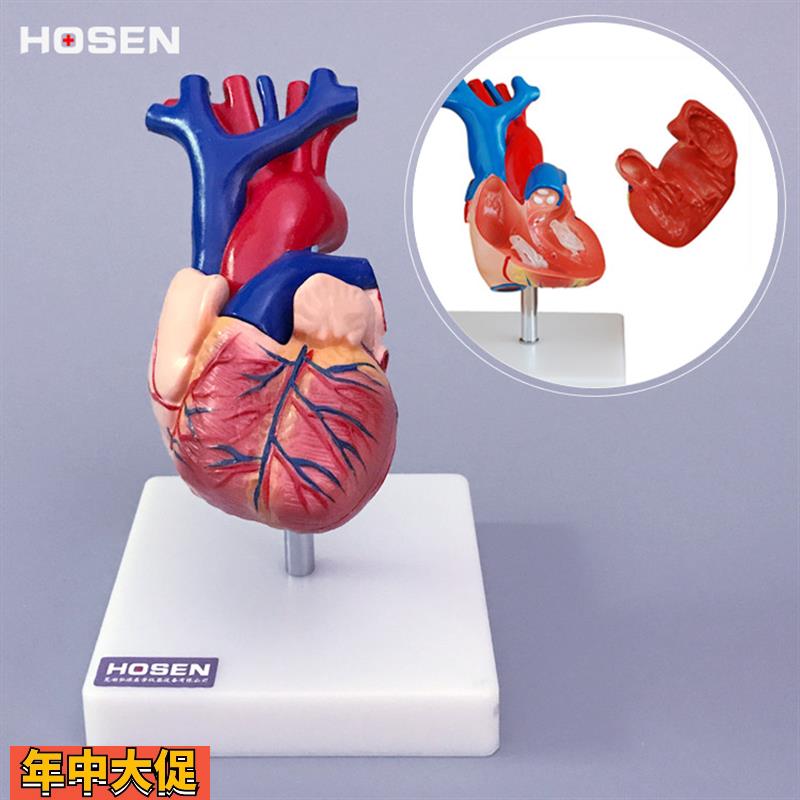 心脏模型人体内脏器官解剖血管动静脉结构医学教学护理模具玩具