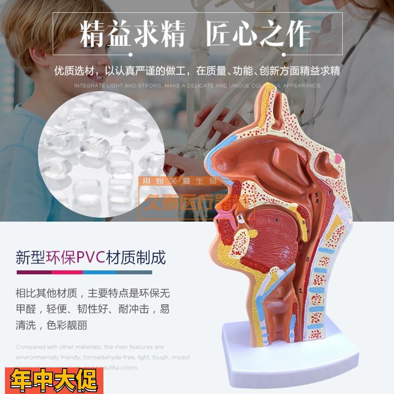 头部解剖模型口腔医用血管神经模具鼻腔咽喉型鼻咽候医教