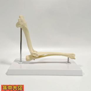 犬肘关节模型功能韧带肱骨尺骨桡骨肩胛骨前肢腿骨后腿仿真狗骨头