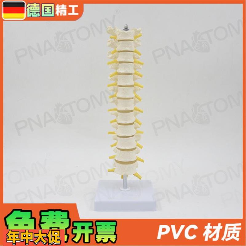 德国】11人体胸椎模型脊椎腰椎颈椎胸椎正骨骨科骨骼模型医学