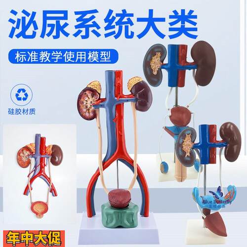 男性女性泌尿生殖系统模型肾脏解剖模具膀胱输尿管结构造立体教学