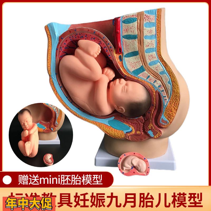 妇科女性盆腔附足月胎儿模型子宫生殖模型妊娠发育九个月胎儿教具