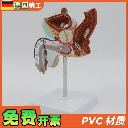 德国】男性生殖系统解剖模型病理展示教学仪器1比1可拆泌尿系统