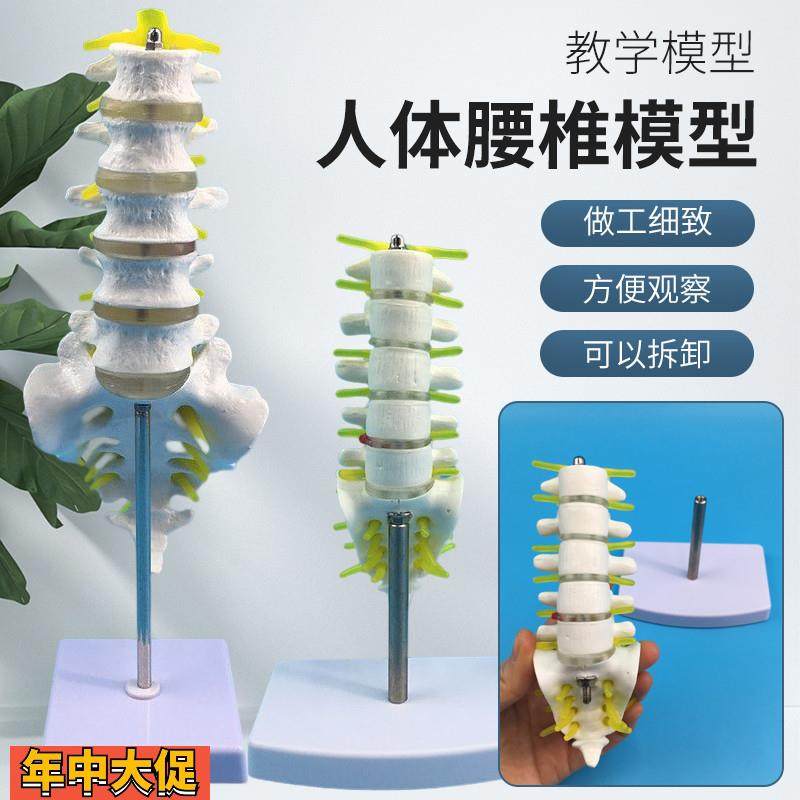 自然大五节腰椎带尾椎模型成人腰椎带尾骨脊椎神经腰椎间盘演示,玩具/童车/益智/积木/模型,其他模型玩具,淘宝优惠券,粉丝福利购,淘宝优惠卷
