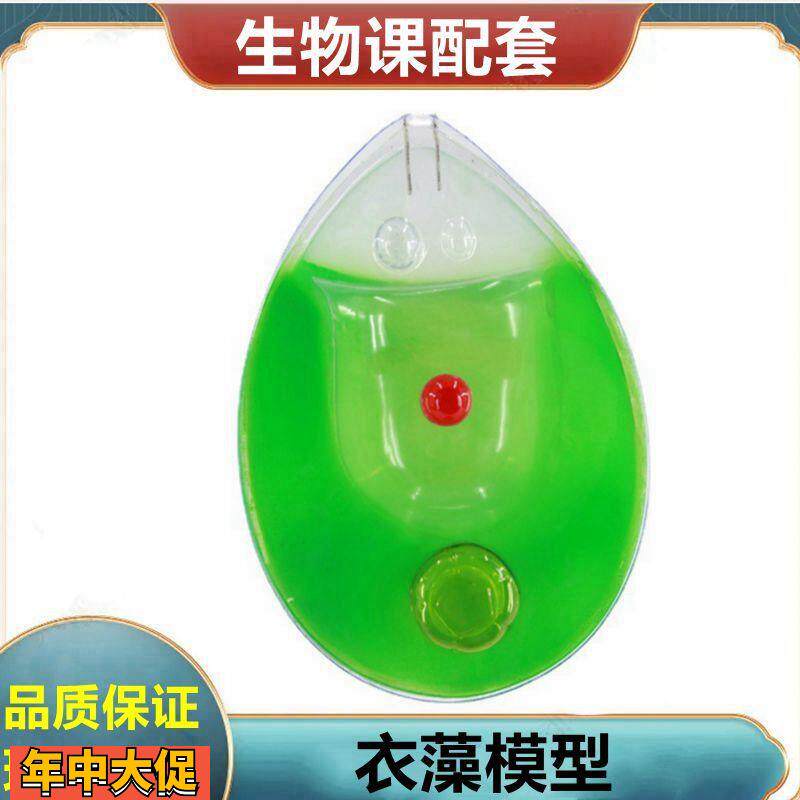 衣藻模型植物细胞叶绿体玉米籽种子芽胚发育根尖单子叶双子叶