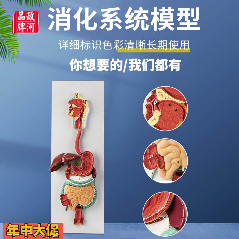 人体消化系统模型内脏器官解剖心脏鼻咽喉肠胃医院学校用教学教具