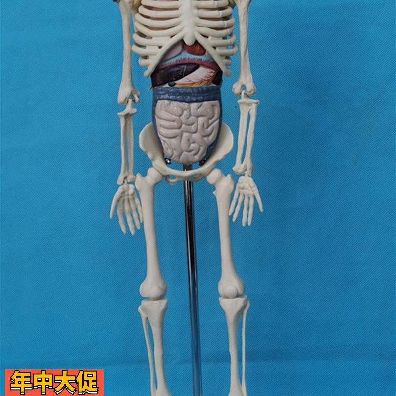 45CM人体骨骼拼装模型附内脏益智玩具骷髅骨架教学医用展示讲
