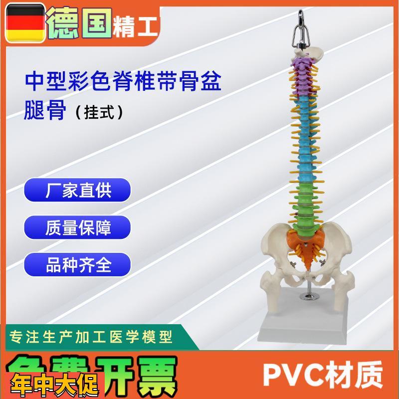 中型彩色脊椎带骨盆腿骨(挂式)模型人体脊柱模型