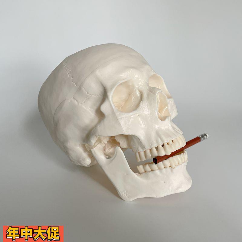 康泰模型1比1头骨仿真3部件骨髅口腔牙医考试技能素描医学展标准