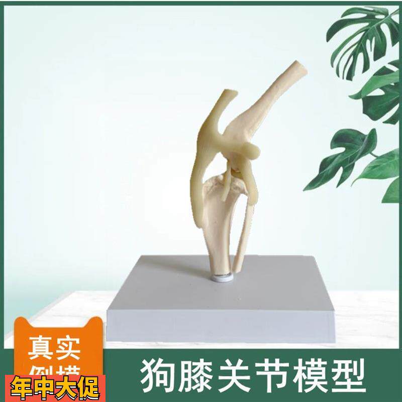 狗膝关节模型后肢带髌骨韧带仿真塑胶骨头标本兽医药动物医院解剖