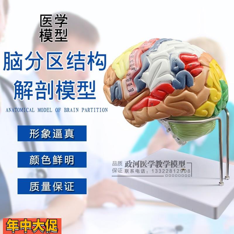 脑解剖模型自然脑模型人体模型教学模型医学教具人脑示教模型
