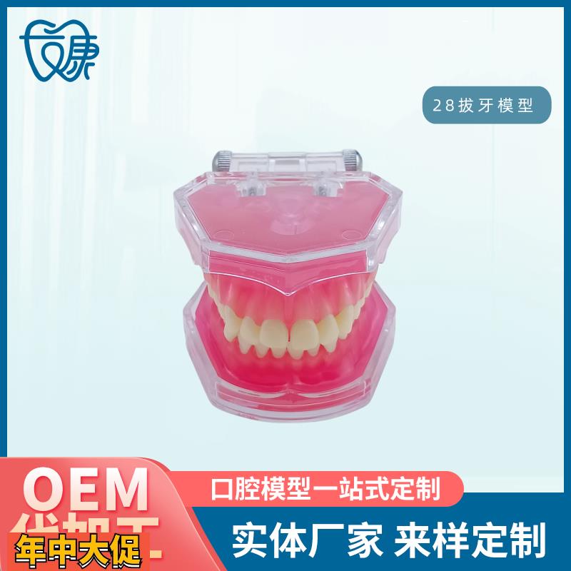 28拔牙模型人体牙齿结构解剖模型口腔牙模具仿真牙科教学牙模型