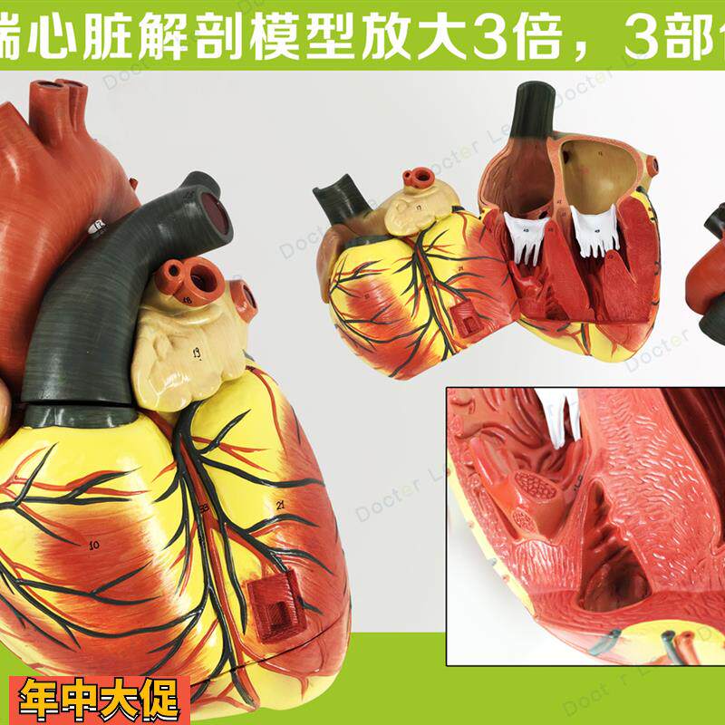 正品医学超声3倍大人体心脏模型心内科彩超B超心脏心血管解剖模型