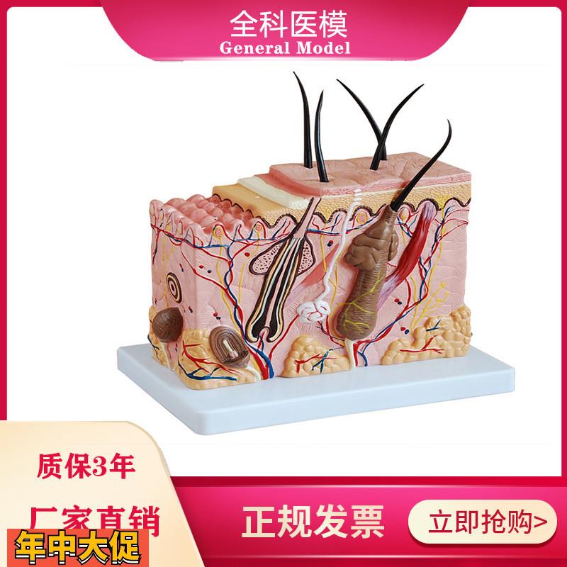 皮肤结构放大模型中型组织层次立体构造微整形美容医教学模具玩具