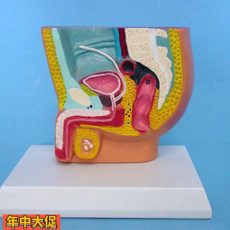 包邮男性腹腔解剖模型泌尿系统模型人体模型医用