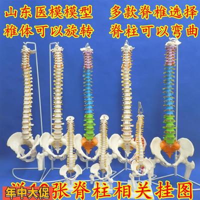 人体脊柱模型正骨推拿模型成人脊椎颈椎腰椎骨骼模型彩色脊椎模型