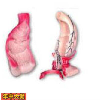 直肠和肛管模型A12007