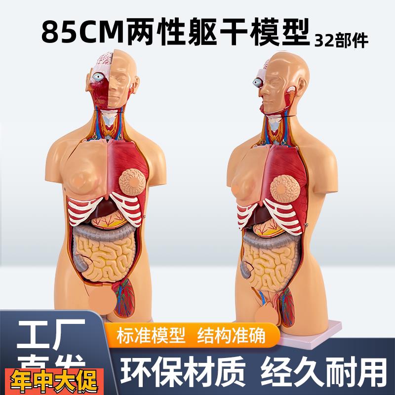 85CM两性躯干模型解剖器官结构造医学可拆32件人体内脏解剖男女性