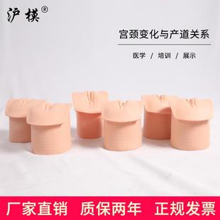 沪模产前宫颈变化与产道关系模型妇产科教学分娩生产宫颈口变化模