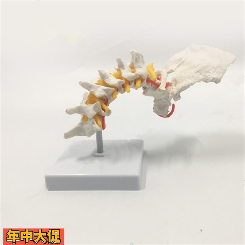 1比1颈椎模型自然大仿真脊骨神经椎间盘寰椎枢椎正骨瑜伽康复功能