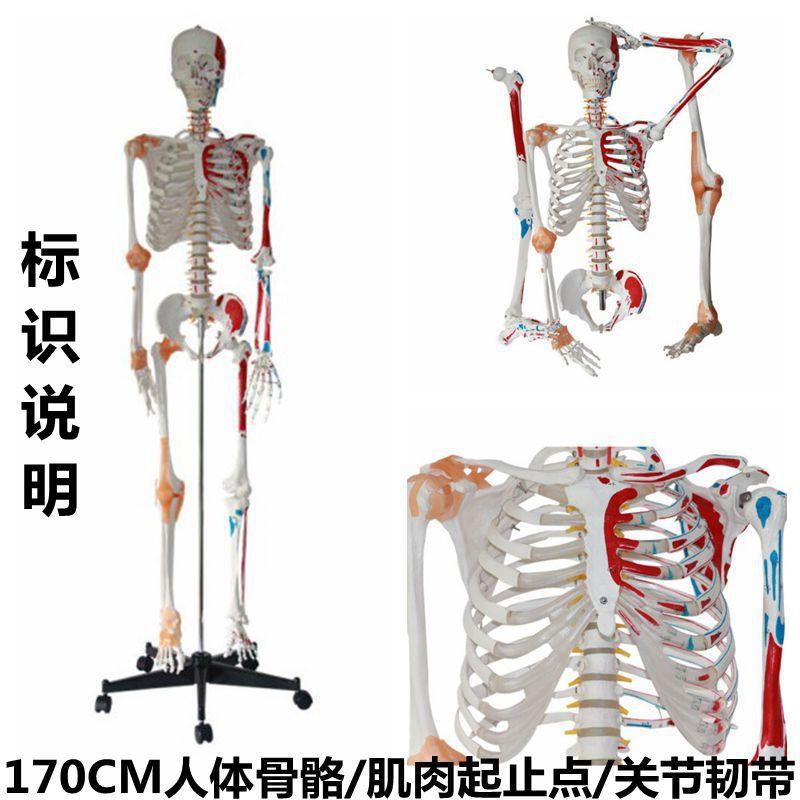爆款人体骨骼模型170厘米肌肉关节韧带四肢活动仿真塑料骨架中性
