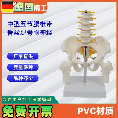 骨盆带五节中型腰椎腿骨模型pvc人体骨骼模型脊柱腰椎盆骨模型