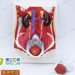 医学人体男女性泌尿系统模型膀胱腹腔后腹壁肾解剖模型