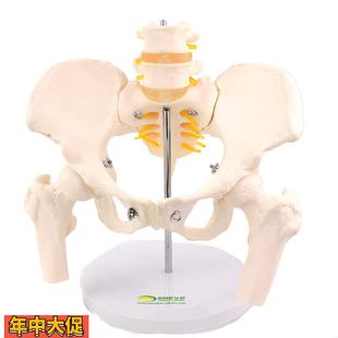 ENOVO颐诺女性骨盆康复矫正模型骨盆前倾后倾侧倾左右旋转髋骨盆