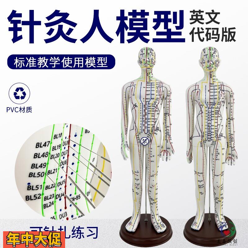 美善品牌英文针灸穴位人体模型图可扎针人形练习英文全身经络模型