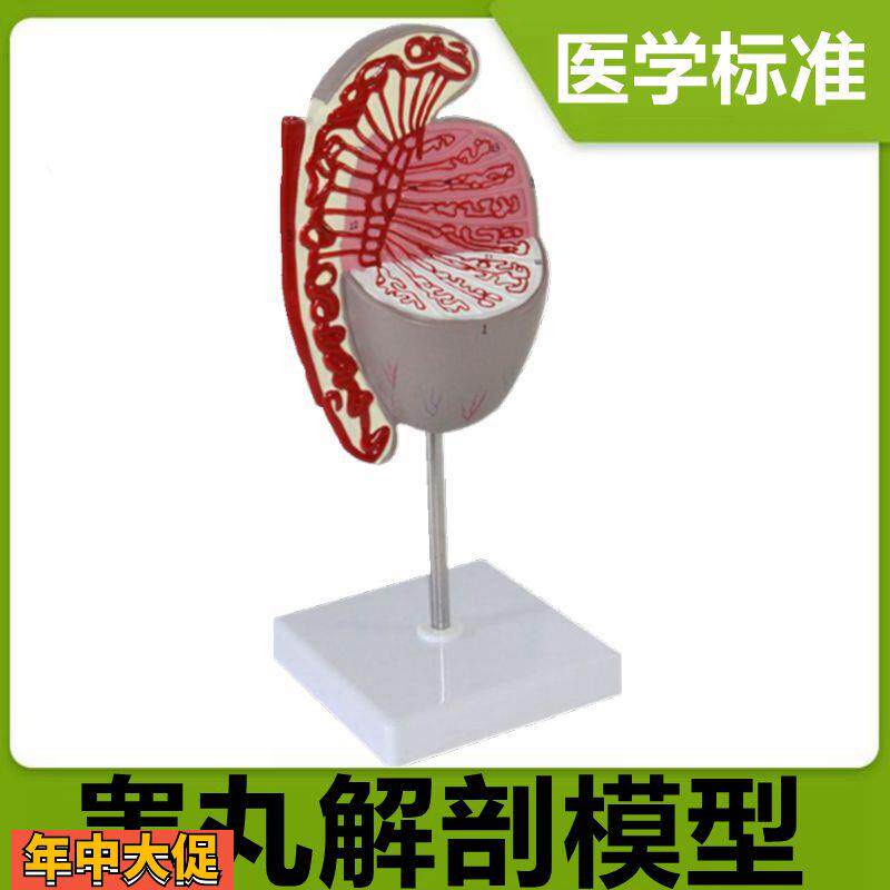 睾丸解剖模型男科生殖器官模型临床医用教学男盆腔医药礼品医患用