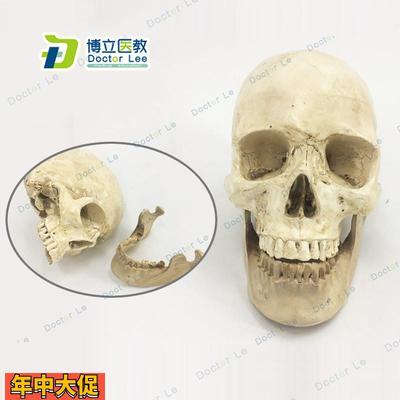 进口1:1人体树脂头骨模型骷髅头模型人体头颅骨骨骼模型头骨