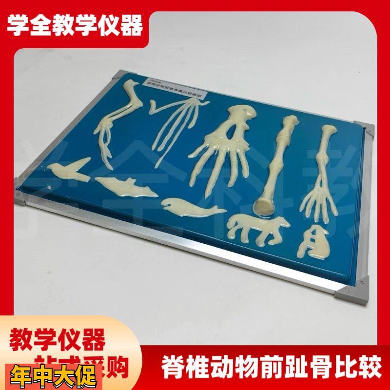 脊椎动物骨骼模型前肢标本比较生物课实验展示器初中高中教学仪器