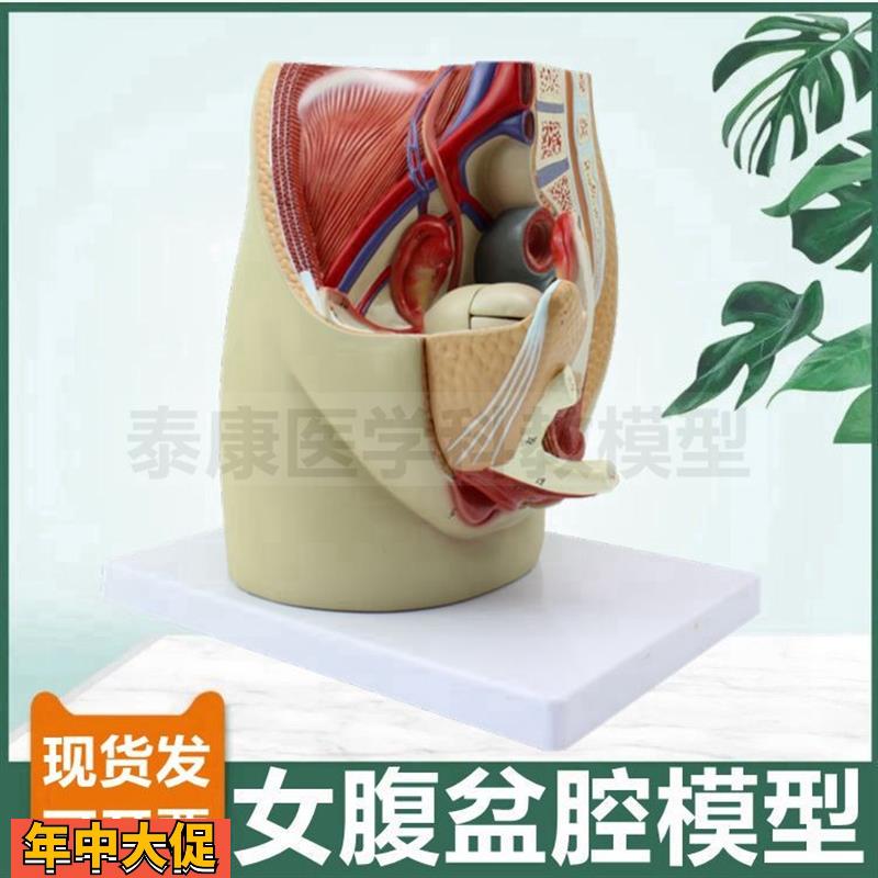 女盆腔模型可拆卸内外生殖器泌尿系统腹腔血管肌肉家政月嫂培训用
