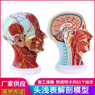 头部矢状切面解剖头颈部解剖耳鼻喉科血管神经大脑模型头浅表模型