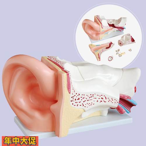新型大耳解剖模型