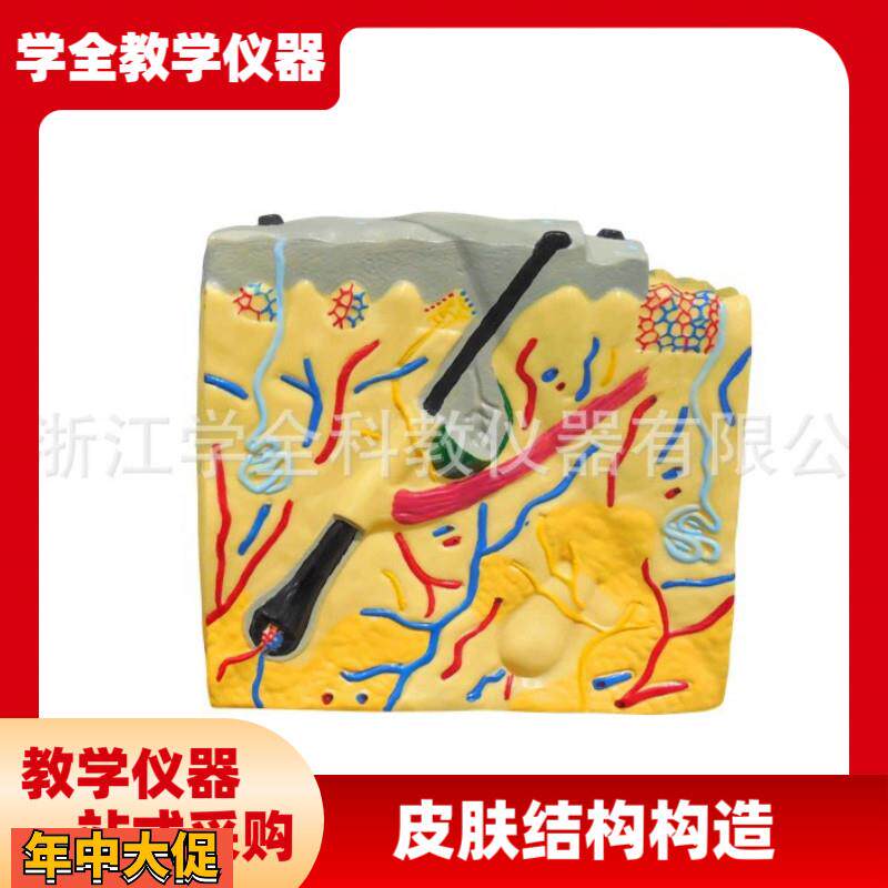 皮肤结构解剖模型平面生物医学演示教学培训科教仪器解剖模型